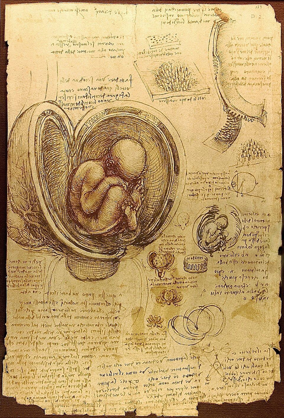 Da-Vinci-Studies-of-Embryos