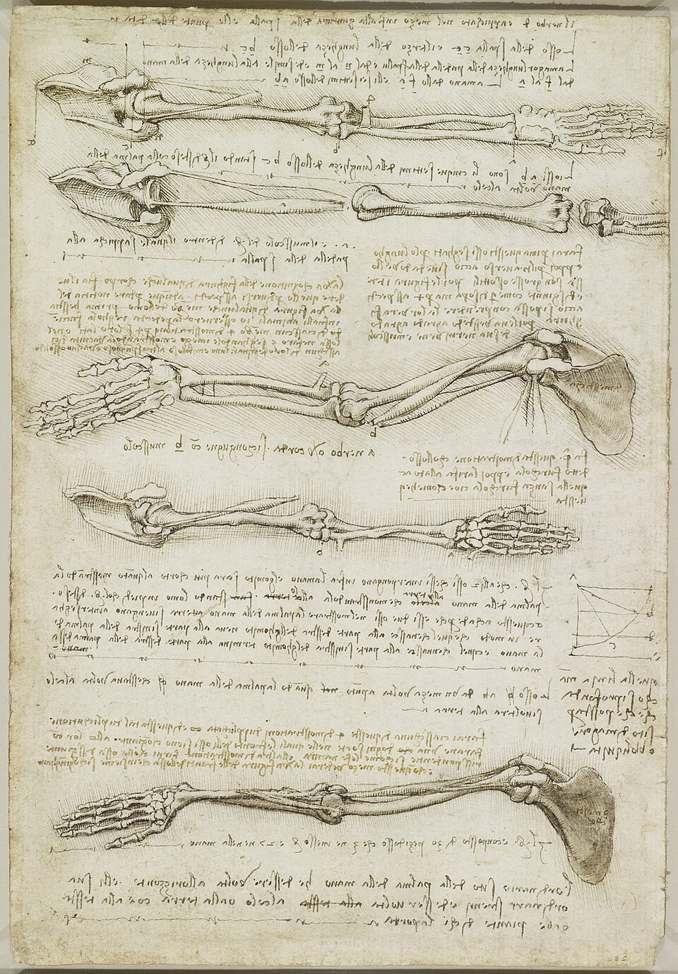 Leonardo-da-Vinci-Anatomical-study-of-the-hand